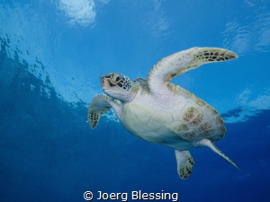 Beautiful young green turtle by Joerg Blessing 